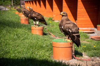 AVESPARK – sokoliarska škola